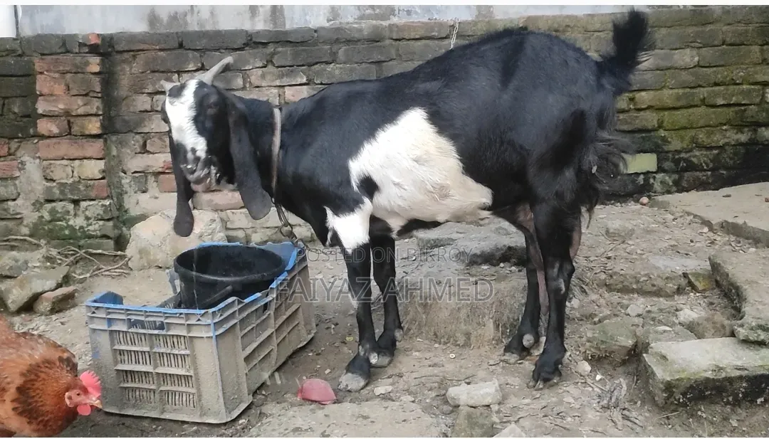 Goat for Sale