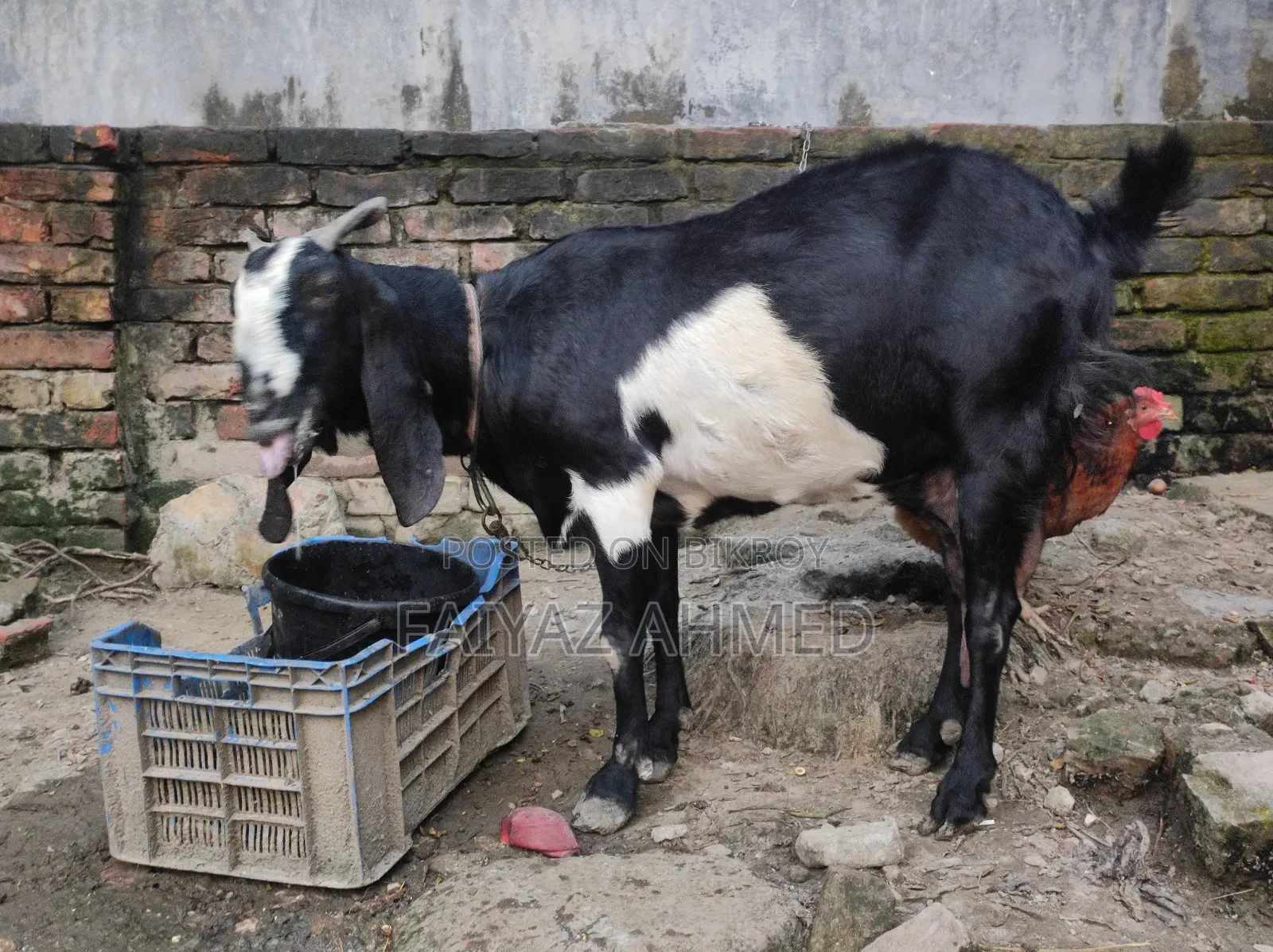 Goat for Sale