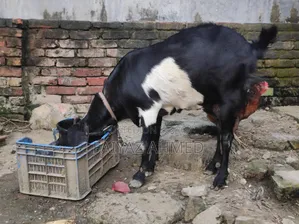 Goat for Sale