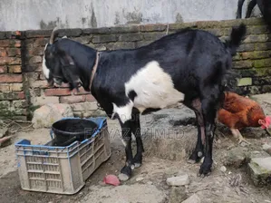 Goat for Sale
