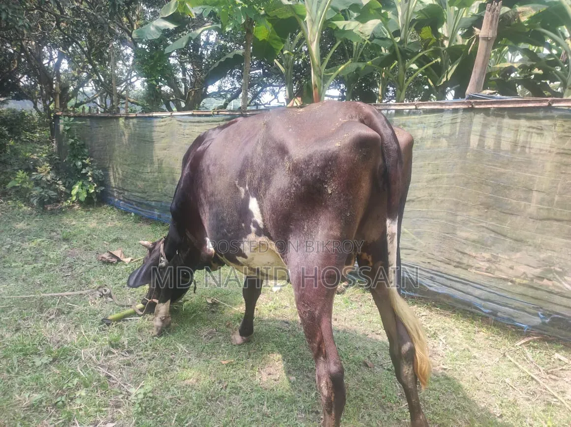ক্রোস ফিজিয়ান গরু