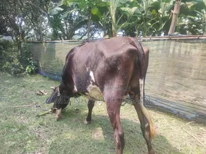 ক্রোস ফিজিয়ান গরু