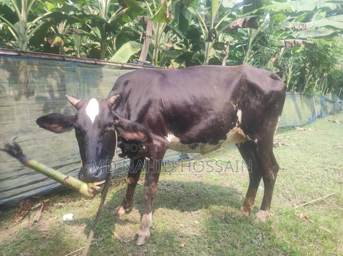 ক্রোস ফিজিয়ান গরু