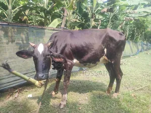 ক্রোস ফিজিয়ান গরু