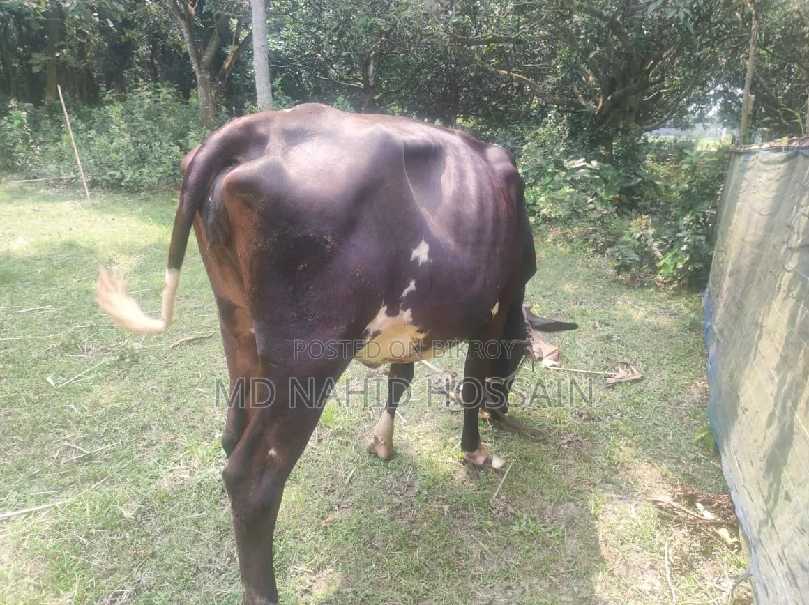 ক্রোস ফিজিয়ান গরু