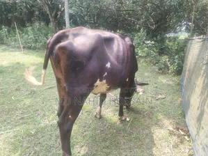 ক্রোস ফিজিয়ান গরু