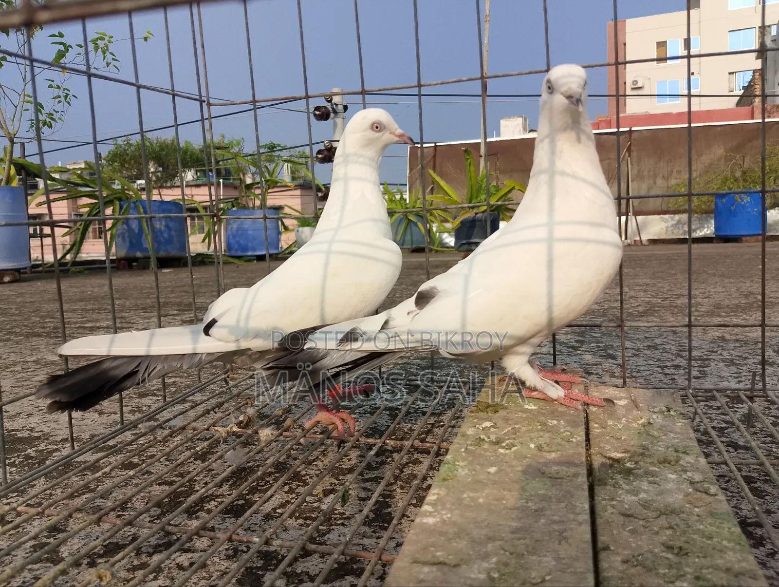 Kaldam Running Pigeon