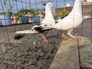 Kaldam Running Pigeon