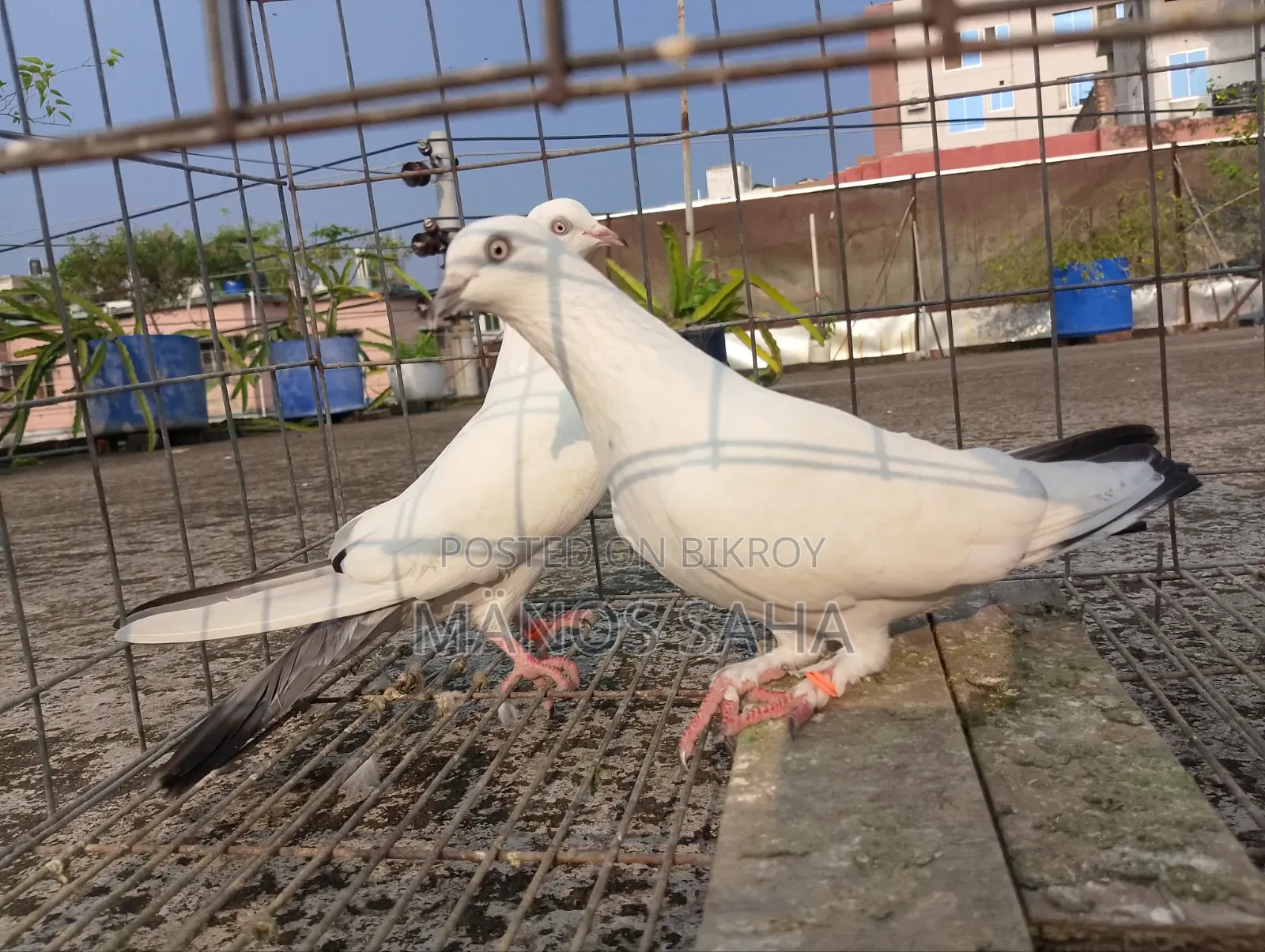 Kaldam Running Pigeon