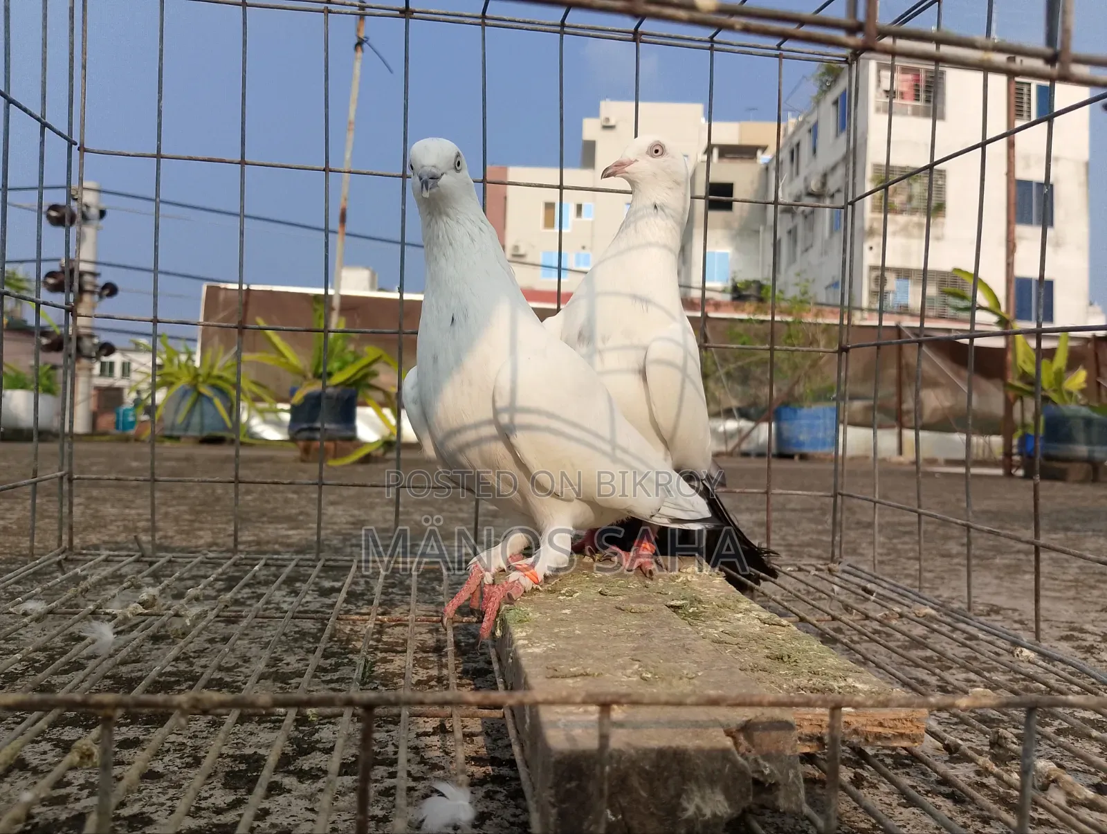 Kaldam Running Pigeon