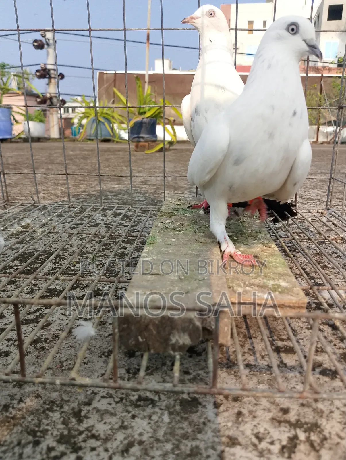 Kaldam Running Pigeon