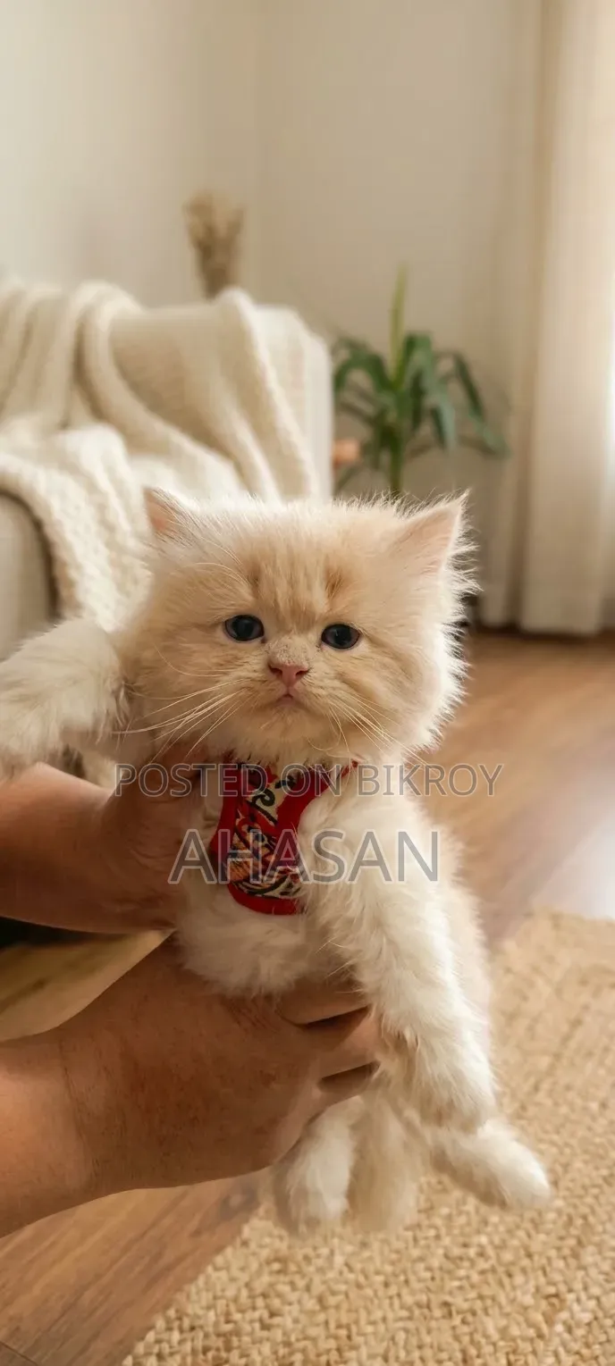 1-3 months Female Purebred Persian