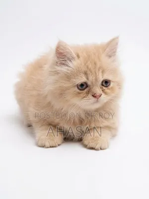 1-3 months Female Purebred Persian