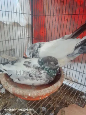 Some active Giribaj pigeons