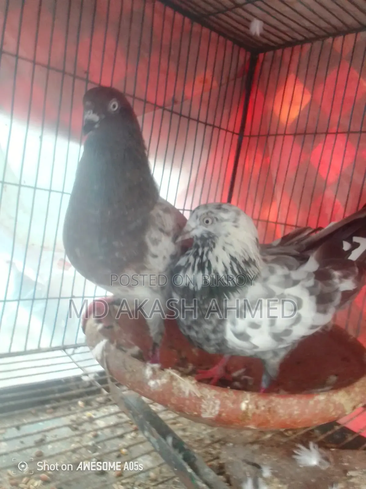 Some active Giribaj pigeons