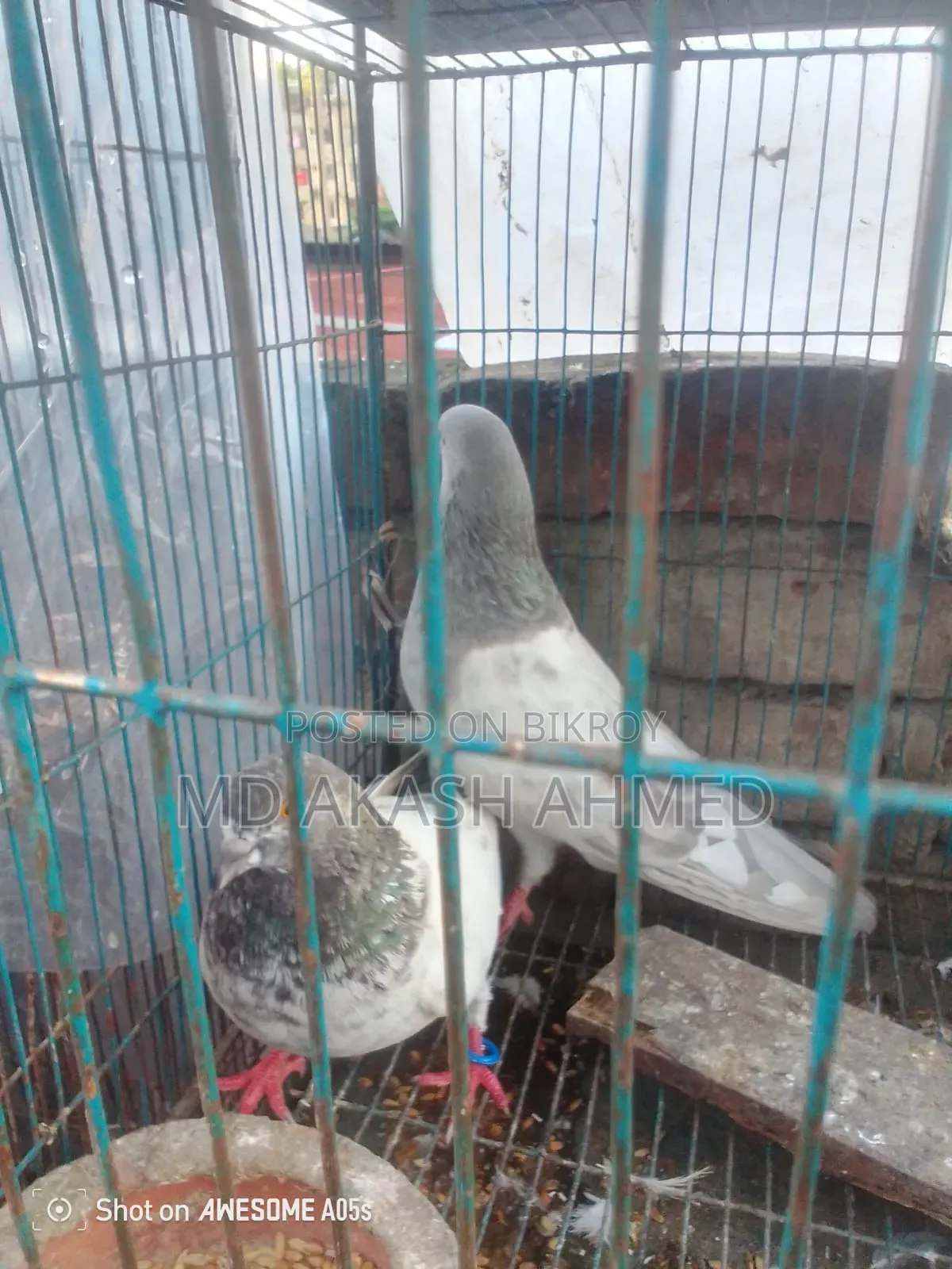 Some active Giribaj pigeons