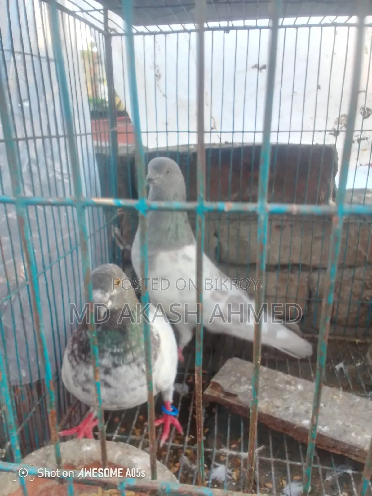 Some active Giribaj pigeons