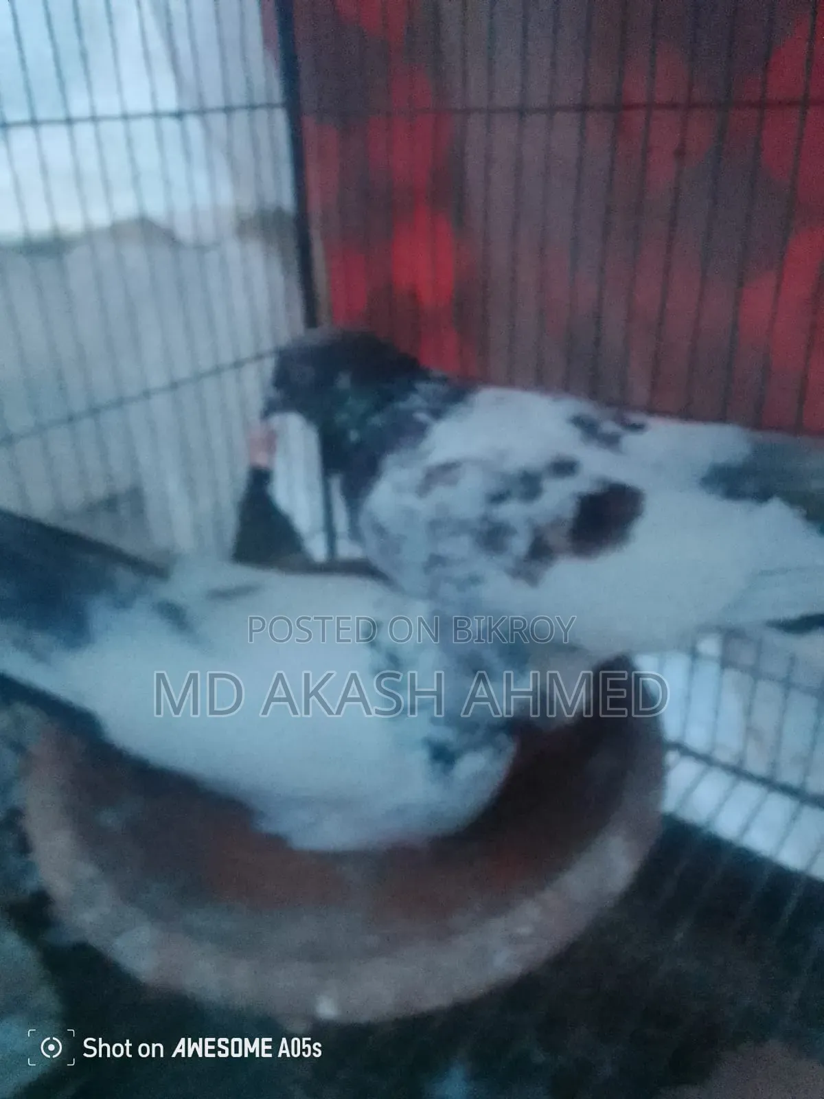 Some active Giribaj pigeons