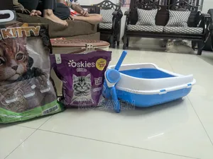 ৬-১২ মাস বয়সী মেল পিওরব্রেড পার্সিয়ান
