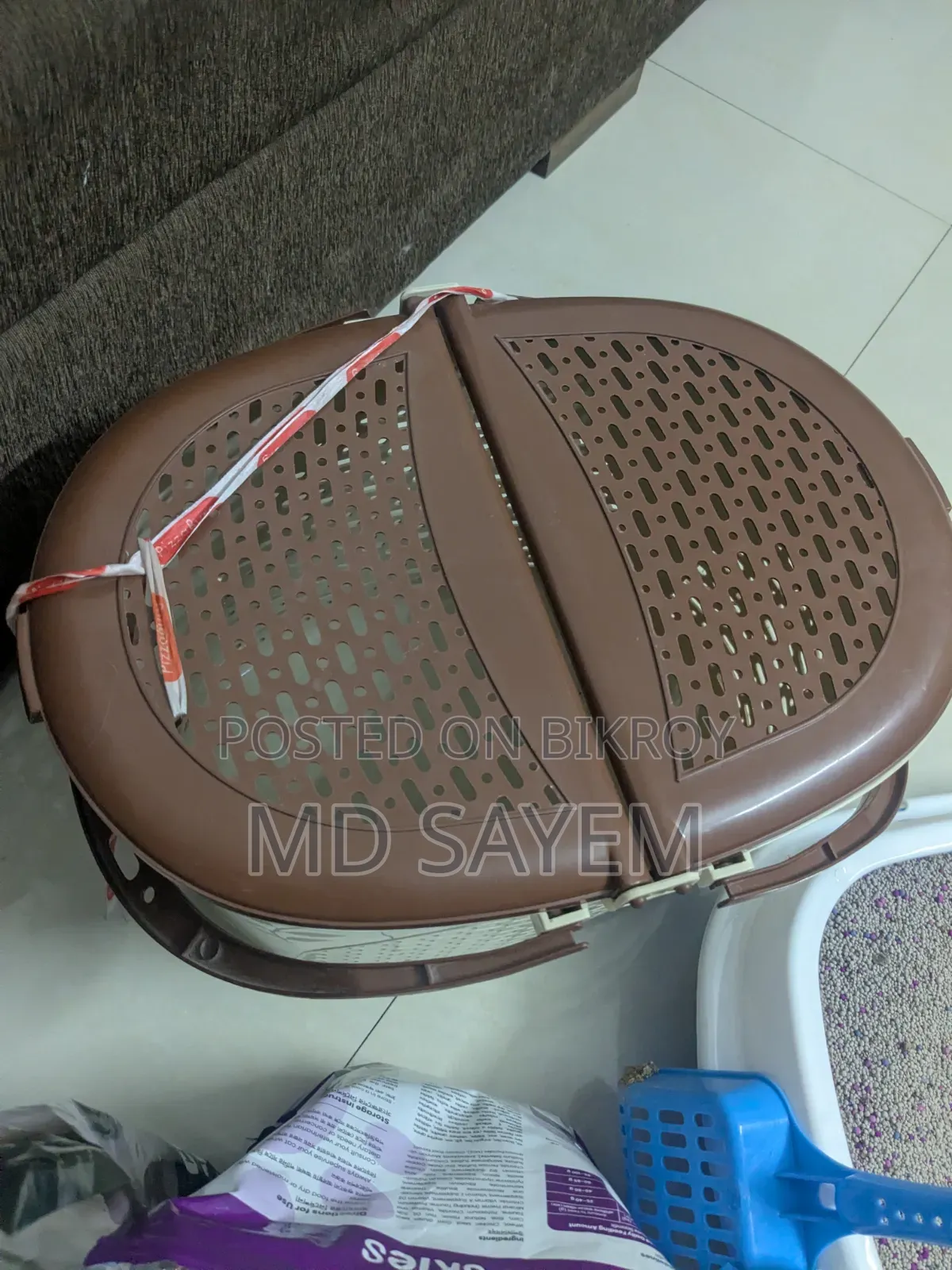 ৬-১২ মাস বয়সী মেল পিওরব্রেড পার্সিয়ান