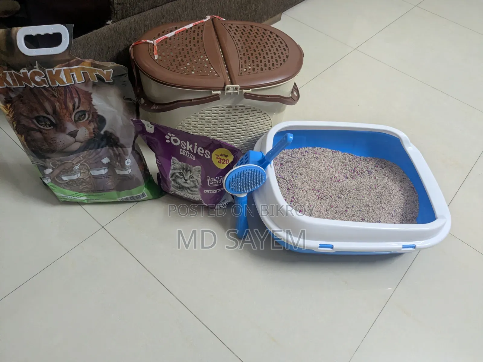 ৬-১২ মাস বয়সী মেল পিওরব্রেড পার্সিয়ান