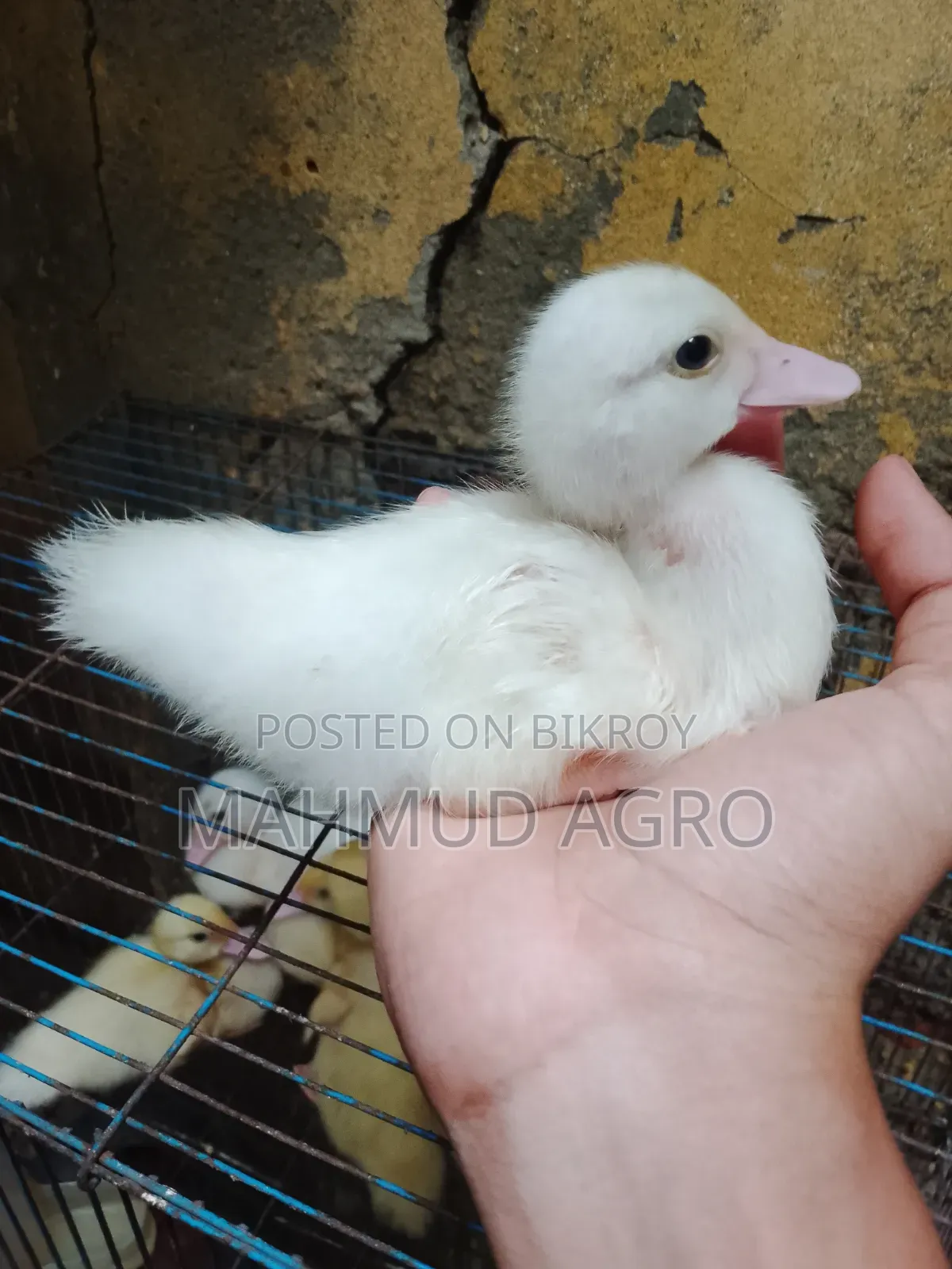 চিনা হাঁসের বাচ্চা বিক্রি হবে