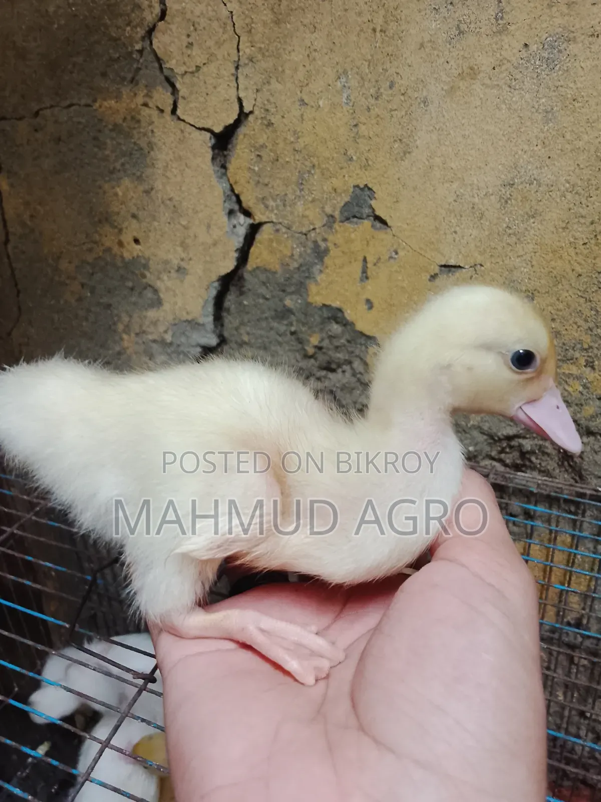 চিনা হাঁসের বাচ্চা বিক্রি হবে
