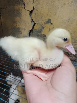 চিনা হাঁসের বাচ্চা বিক্রি হবে