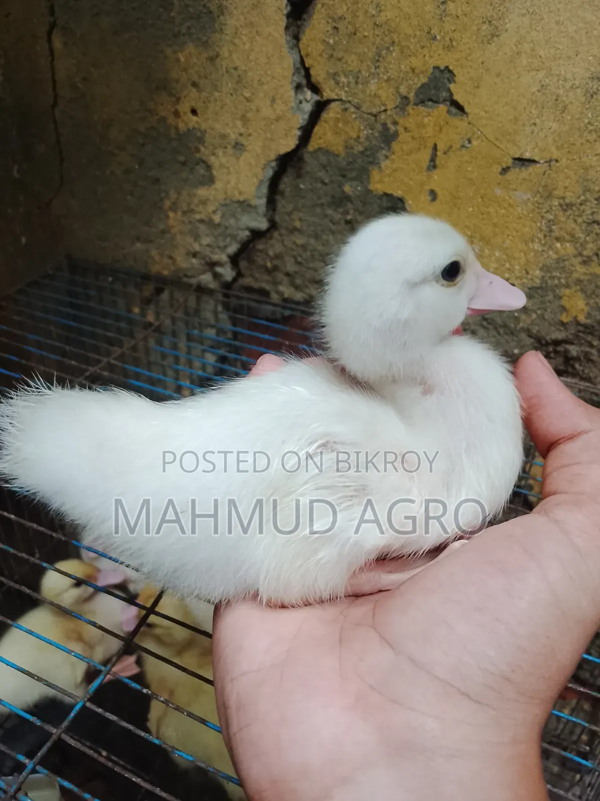চিনা হাঁসের বাচ্চা বিক্রি হবে