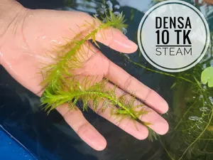 Aquarium Plants
