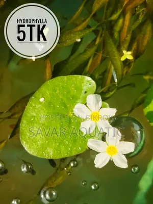 Aquarium Plants