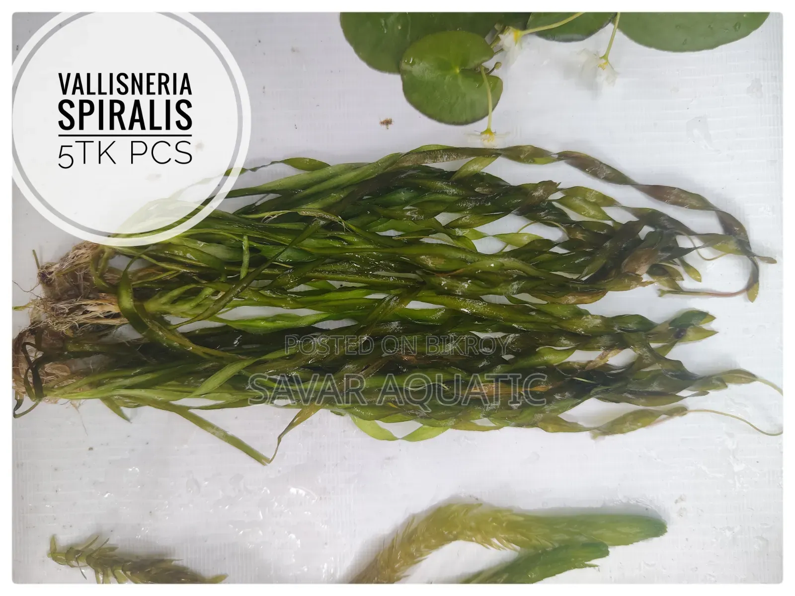 Aquarium Plants