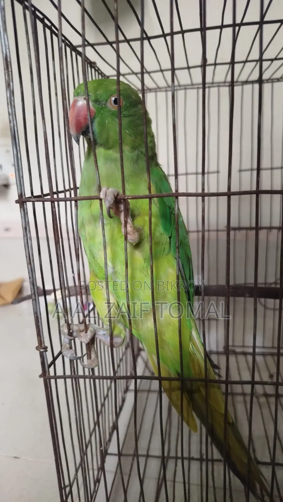 টিয়া পাখি (Parrot)