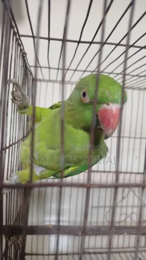 টিয়া পাখি (Parrot)