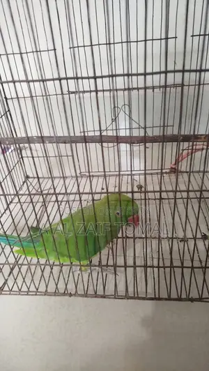 টিয়া পাখি (Parrot)