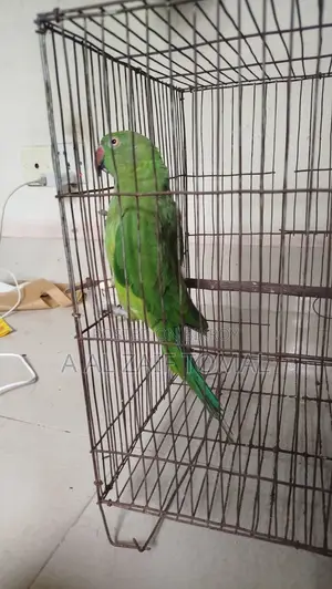 টিয়া পাখি (Parrot)
