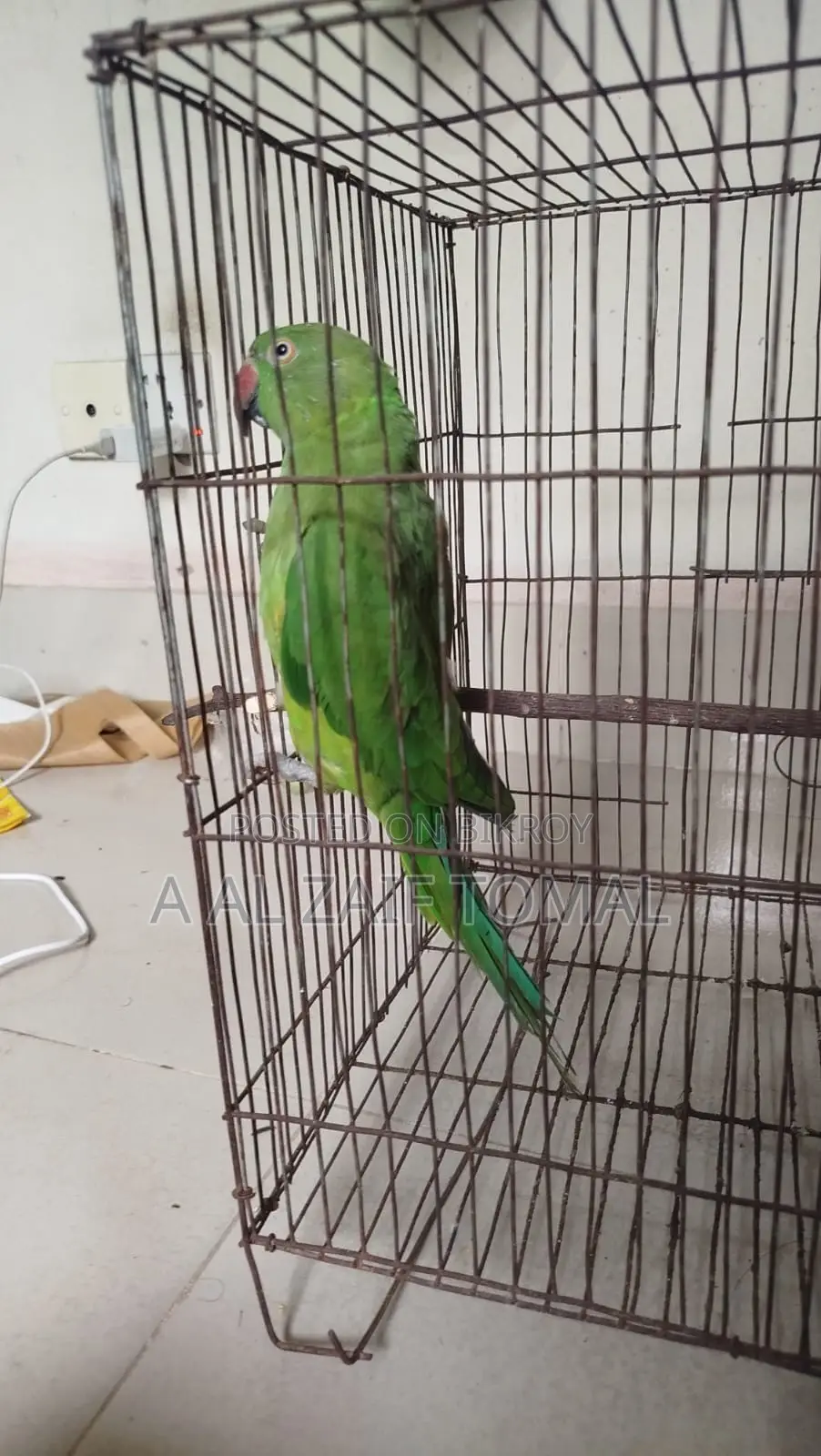 টিয়া পাখি (Parrot)