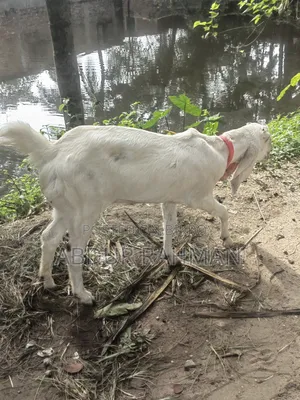 Goat Jamunapari