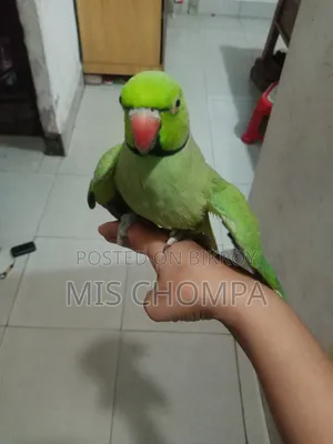 Rose-Ringed Parakeet