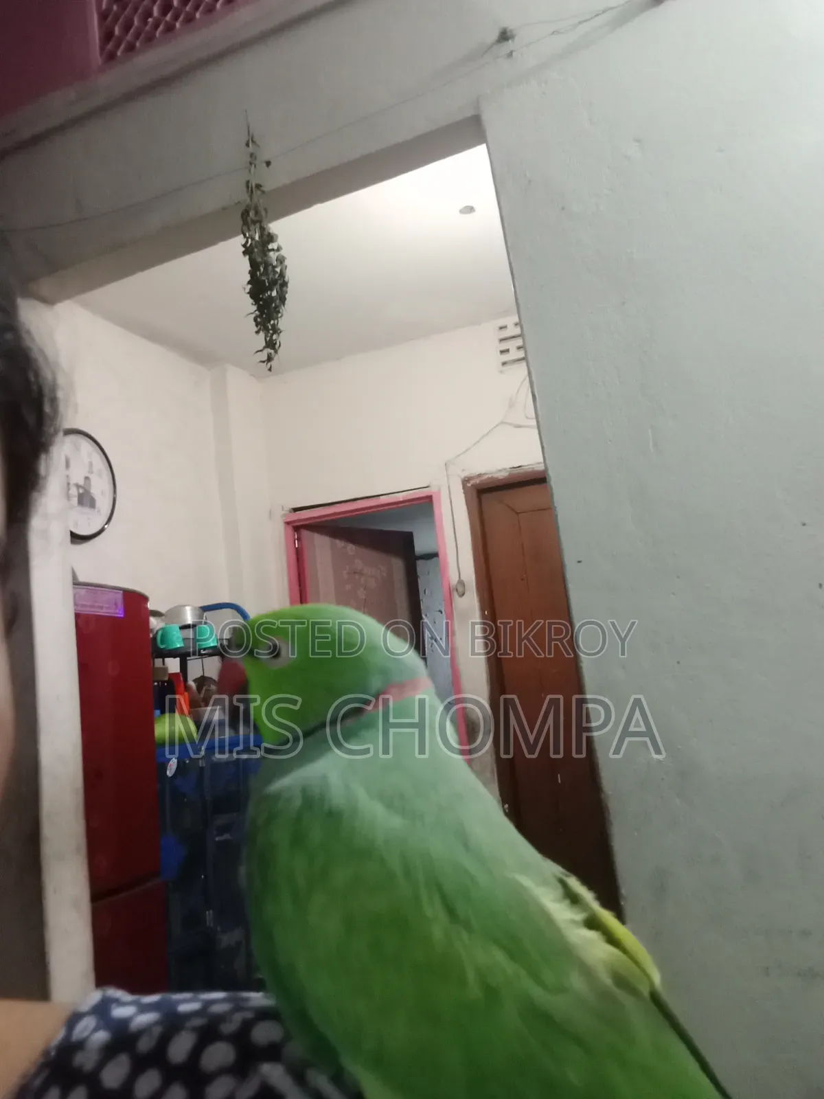 Rose-Ringed Parakeet