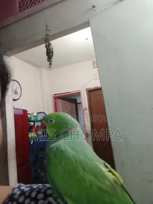 Rose-Ringed Parakeet
