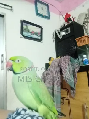 Rose-Ringed Parakeet