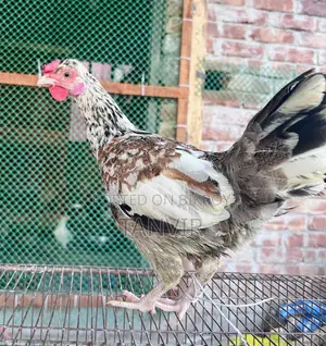 দেশি মুরগি সেমি এডাল্ট এবং রানিং