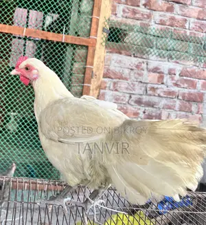 দেশি মুরগি সেমি এডাল্ট এবং রানিং