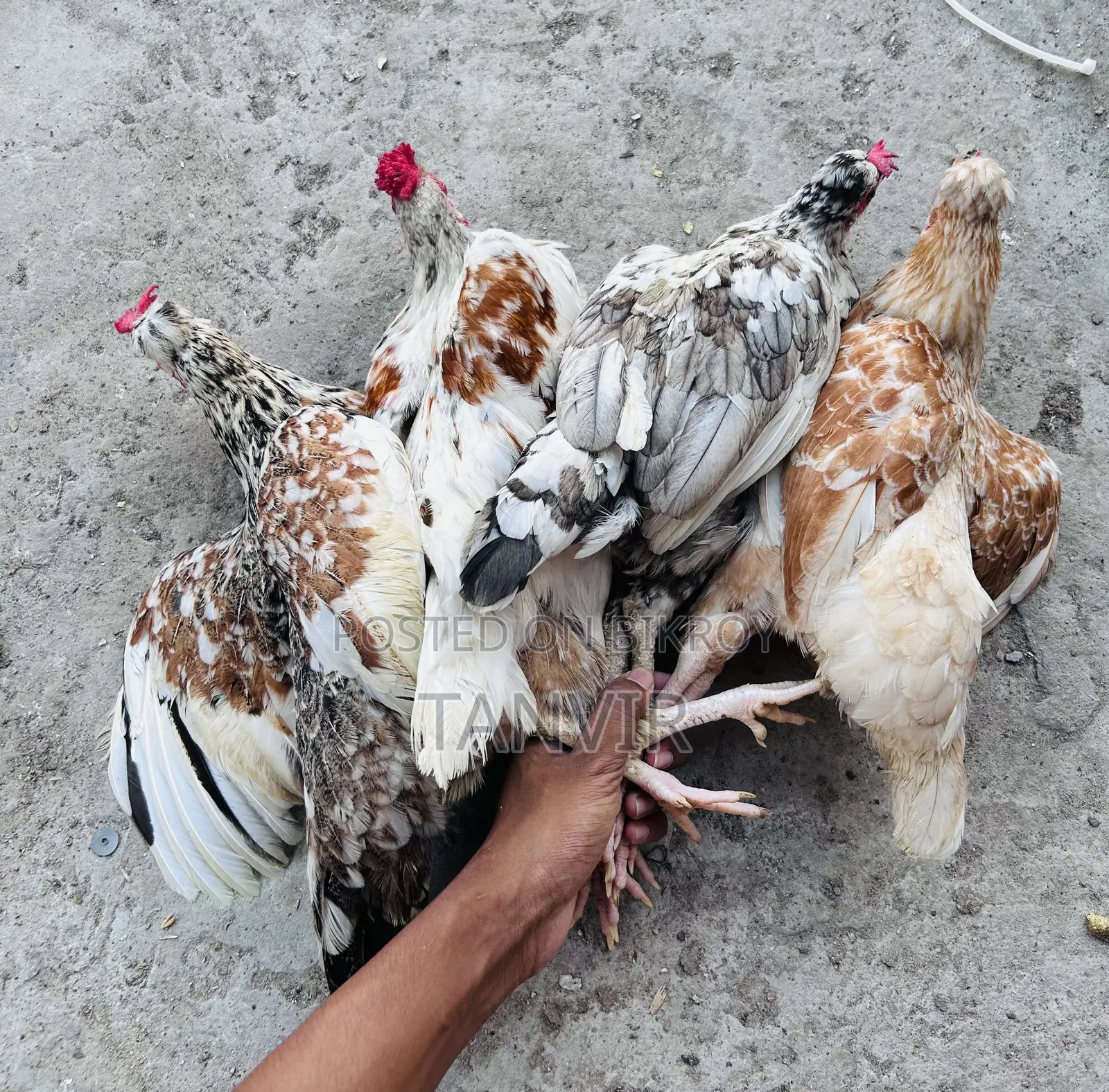 দেশি মুরগি সেমি এডাল্ট এবং রানিং