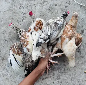 Deshi Chicken Semi-Adult and Running