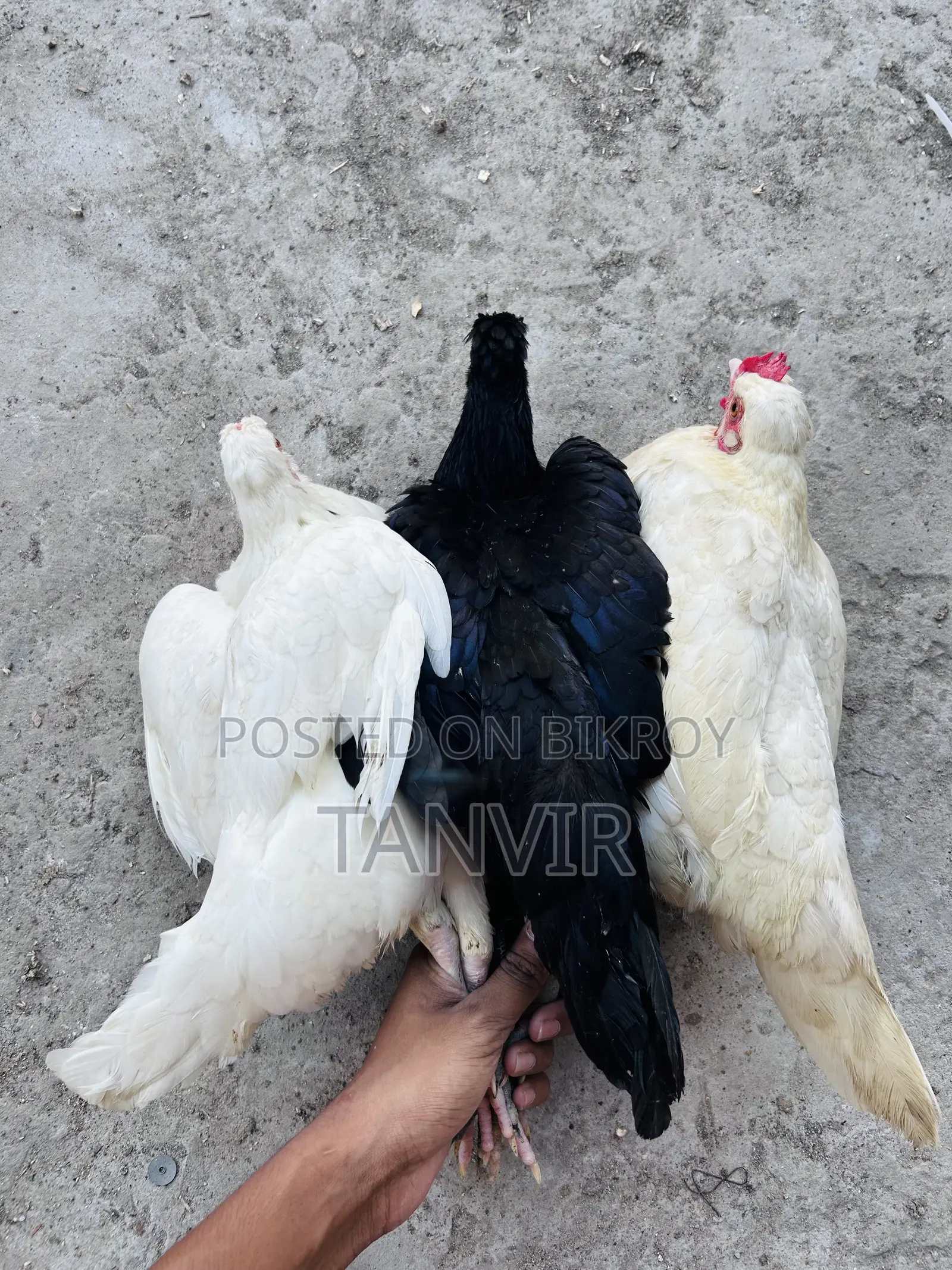 দেশি মুরগি সেমি এডাল্ট এবং রানিং