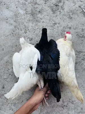 দেশি মুরগি সেমি এডাল্ট এবং রানিং
