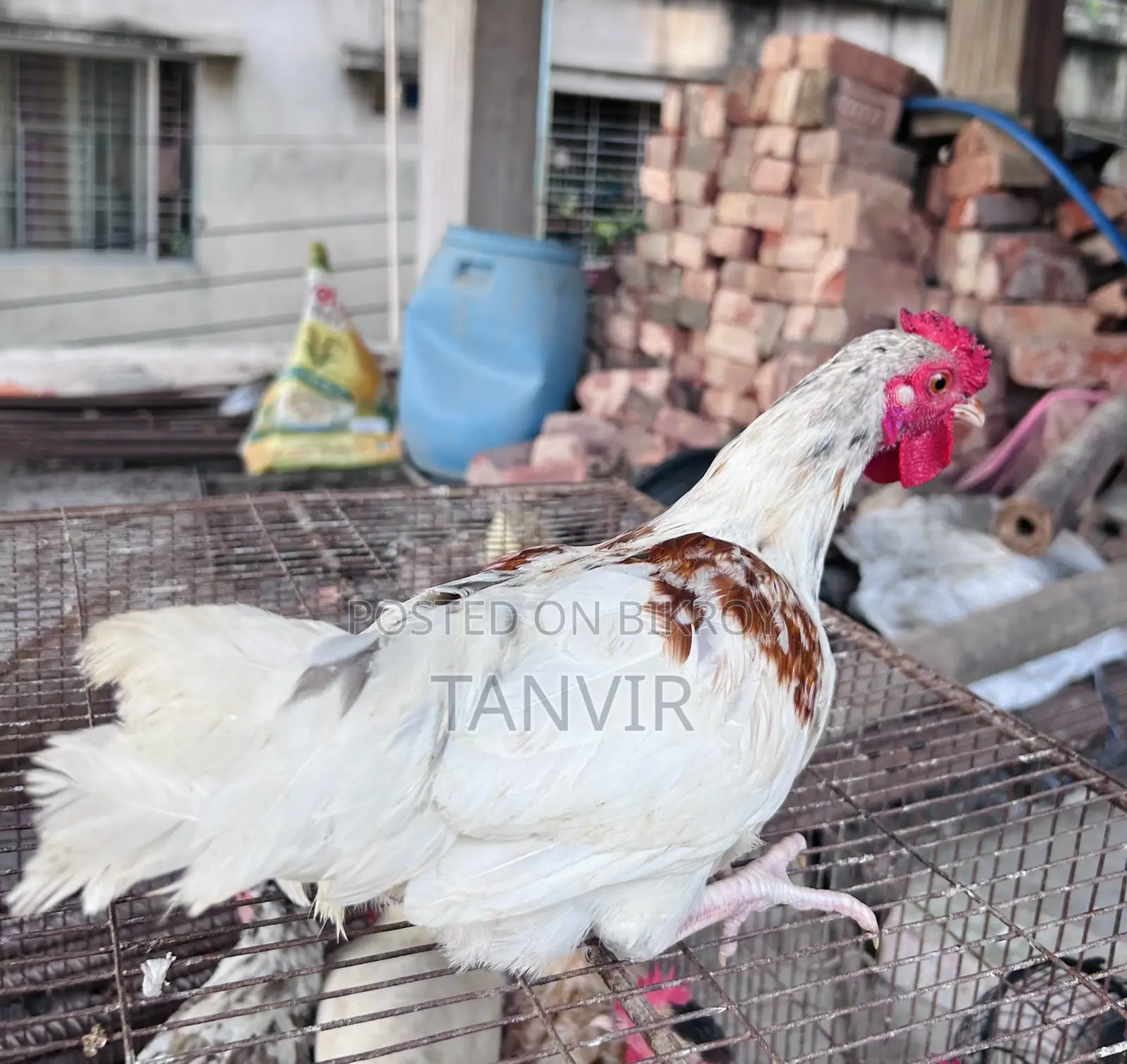 দেশি মুরগি সেমি এডাল্ট এবং রানিং