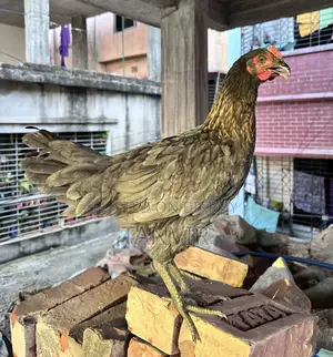 দেশি মুরগি সেমি এডাল্ট এবং রানিং